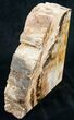 Oregon Petrified Wood Bookends - Oak #9727-2